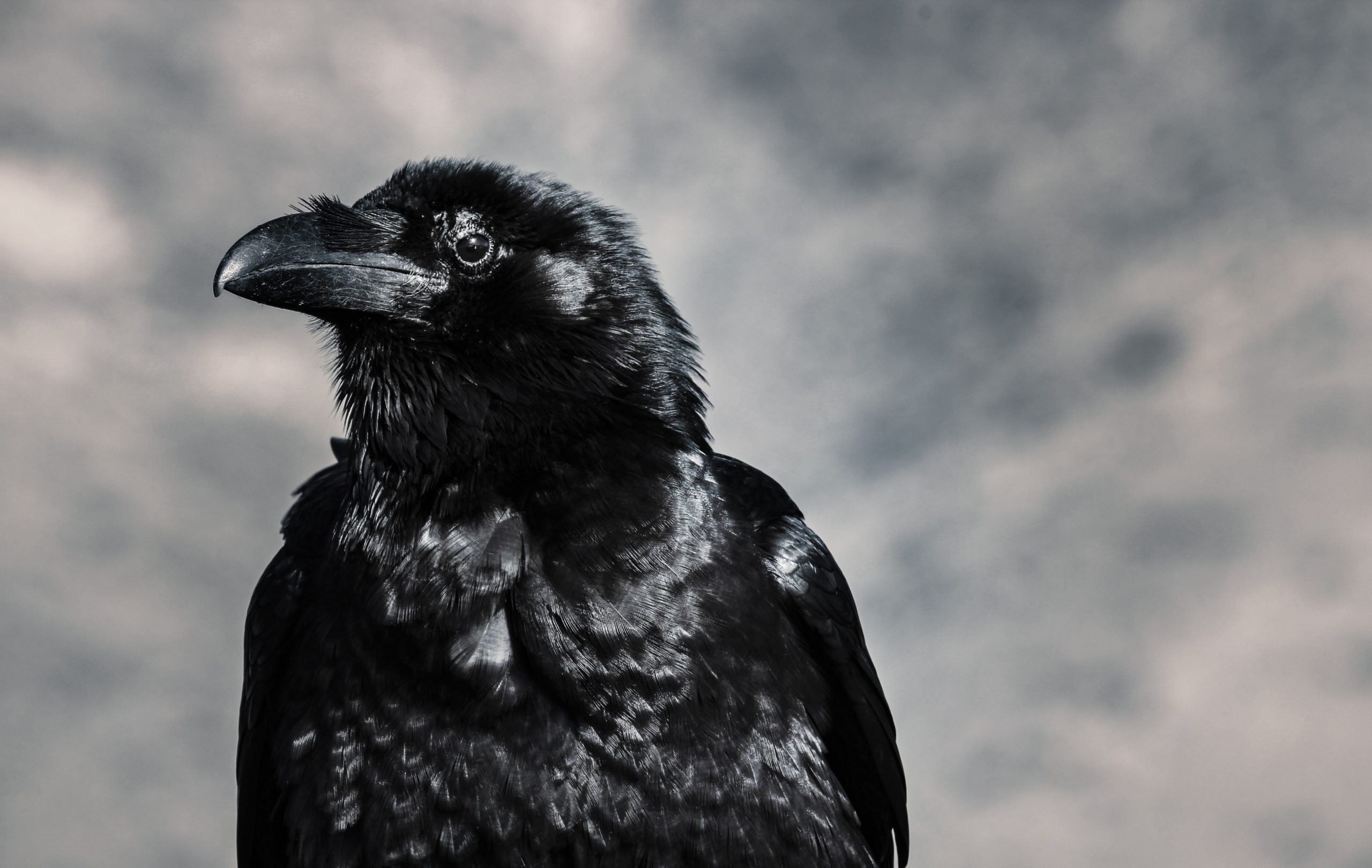 Socio-ecological correlates of neophobia in corvids